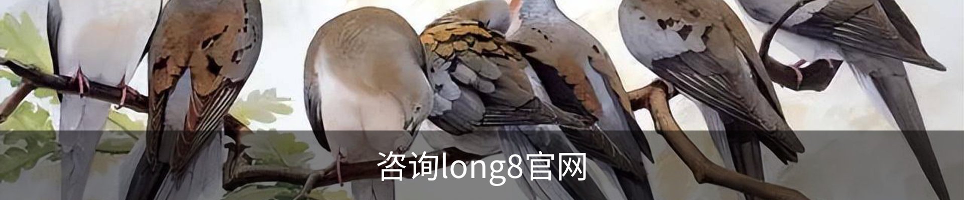咨询long8官网